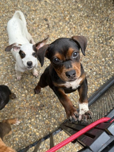 Photo of Litter of 9, adoptable Beagle in Jackson Township, New Jersey