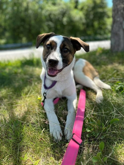 Photo of Alexas, adoptable Terrier in LEBANON, Connecticut