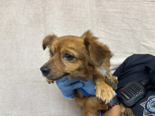Photo of Canelo, adoptable Chihuahua in San Bernardino, California
