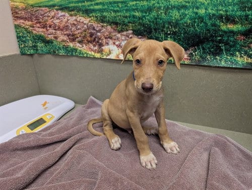 Photo of Fido, adoptable Labrador Retriever in Moreno Valley, California
