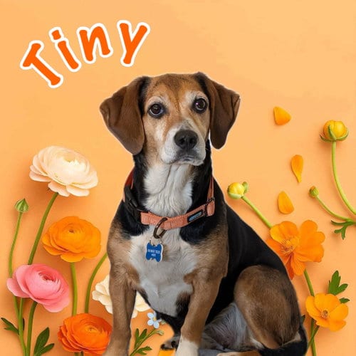 Photo of Tiny, adoptable Beagle in Brookville, Ohio