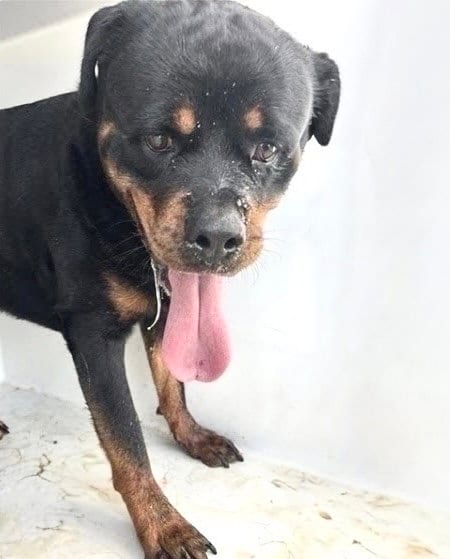 Photo of Ruger, adoptable Rottweiler in Houston, Texas