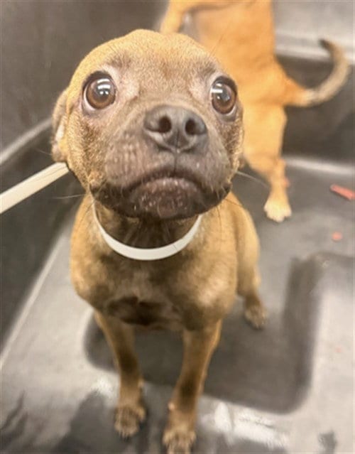 Photo of Kimmy, adoptable Pug in Mesa, Arizona