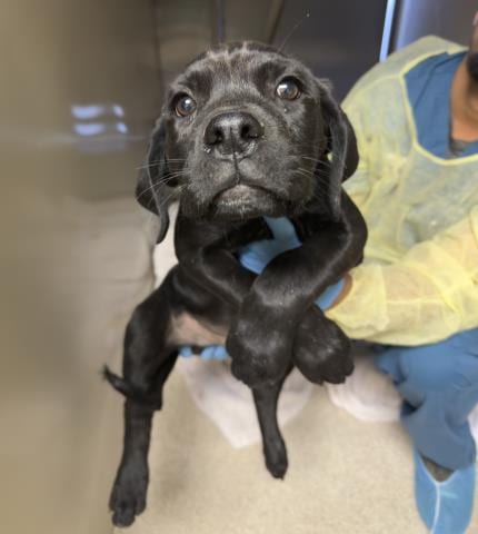 Photo of Bigz, adoptable Cane Corso Mastiff in Riverside, California