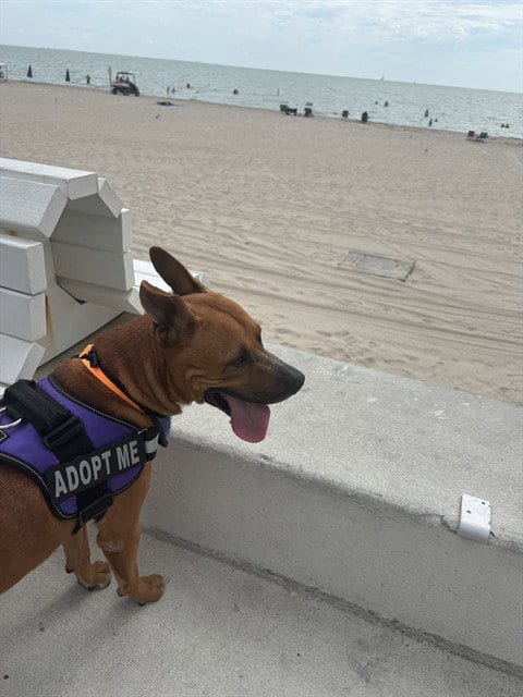 Photo of Tanner, adoptable Black Mouth Cur in Corpus Christi, Texas