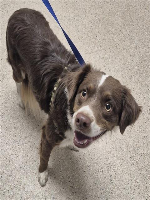 Photo of Bailey, adoptable Border Collie in Bakersfield, California