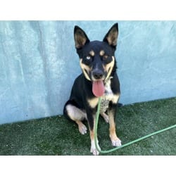 Photo of Tyler, adoptable Australian Kelpie in Chatsworth, California