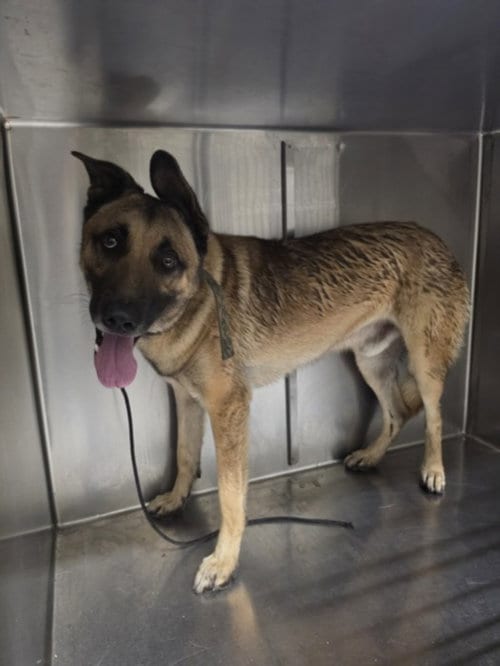 Photo of Ranger, adoptable German Shepherd Dog in Los Angeles, California