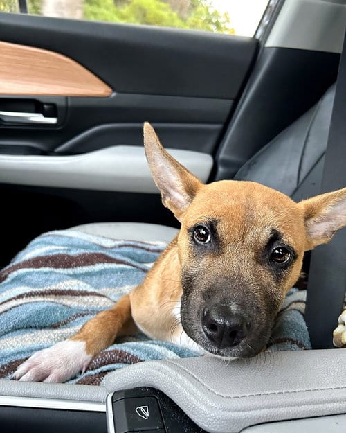 Photo of Gus, adoptable German Shepherd Dog in Polson, Montana