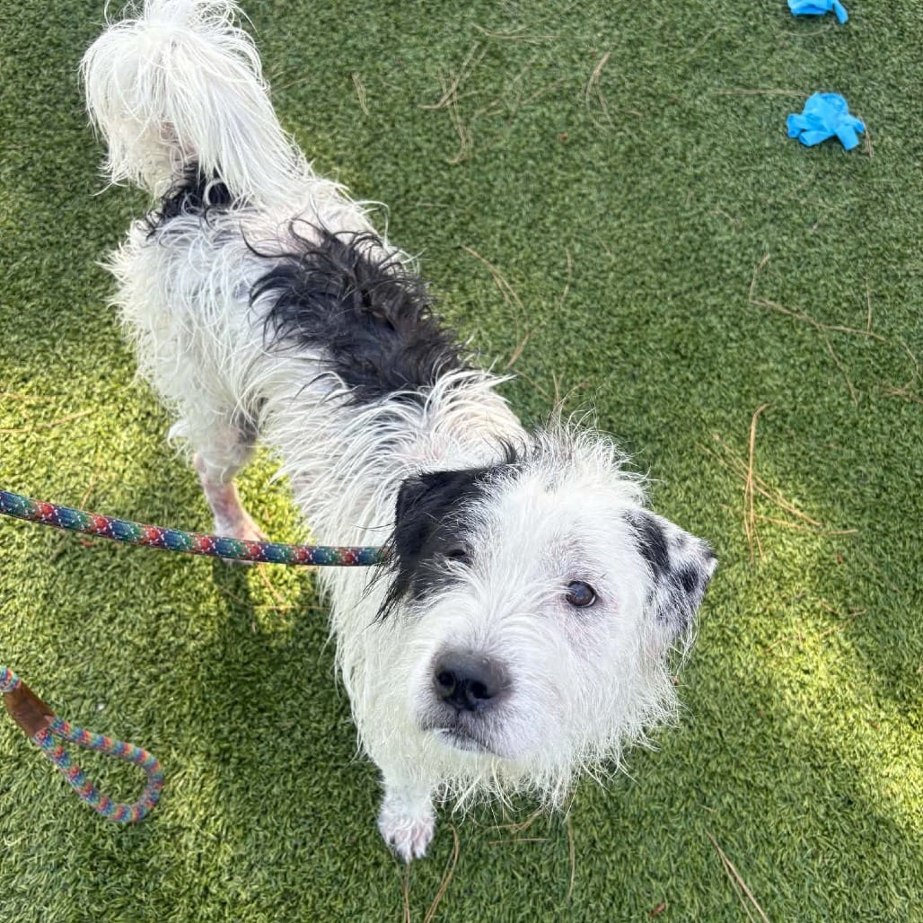 Photo of Snoopy - City of Industry Location, adoptable Terrier / Mixed Breed (Medium)