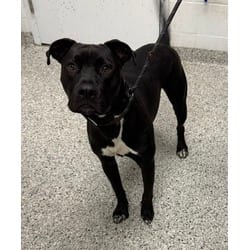 Photo of Trent, adoptable American Pit Bull Terrier in Kansas City, Missouri