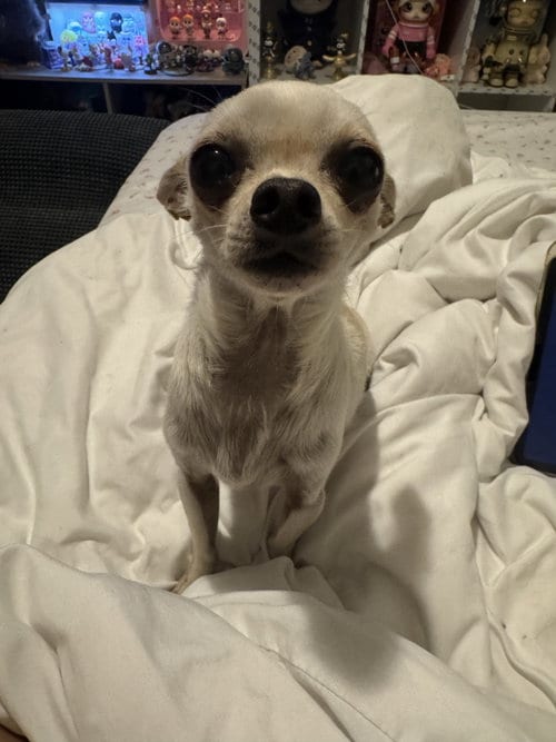 Photo of Poppy, adoptable Chihuahua in Ashville, Ohio