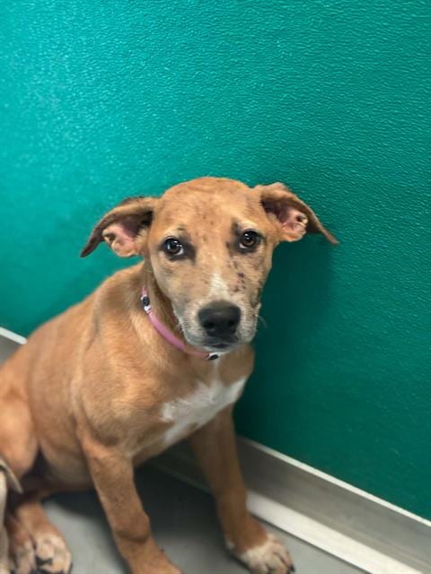 Photo of A256727, adoptable German Shepherd Dog in Visalia, California