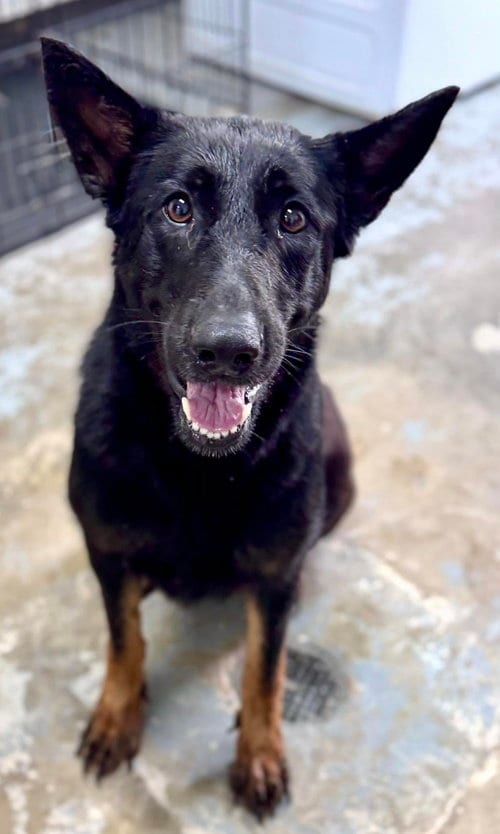 Photo of Lakelyn, adoptable Unknown breed in Shelburne, Vermont