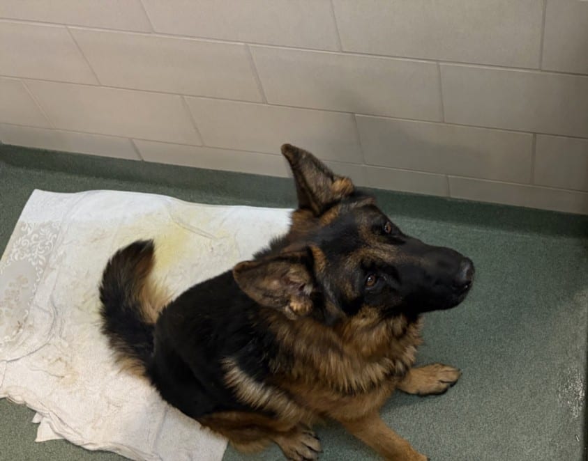 Photo of Senior Mixed Breed, adoptable Mixed Breed in Santa Fe, New Mexico