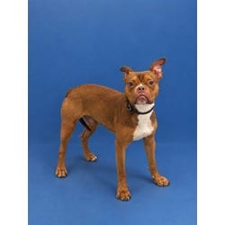 Photo of Bubba, adoptable Terrier (Unknown Type, Medium) in Doral, Florida