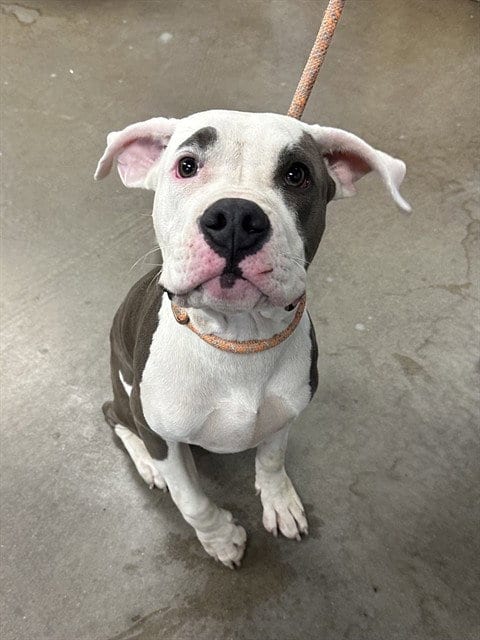 Photo of Hoagie, adoptable Staffordshire Bull Terrier in Phoenix, Arizona