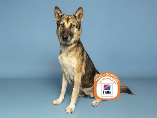 Photo of Cersei, adoptable German Shepherd Dog in Phoenix, Arizona