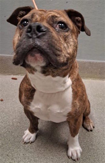 Photo of Buford, adoptable Bulldog in Las Vegas, Nevada
