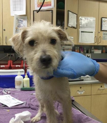 Photo of Peanut, adoptable Terrier in Riverside, California