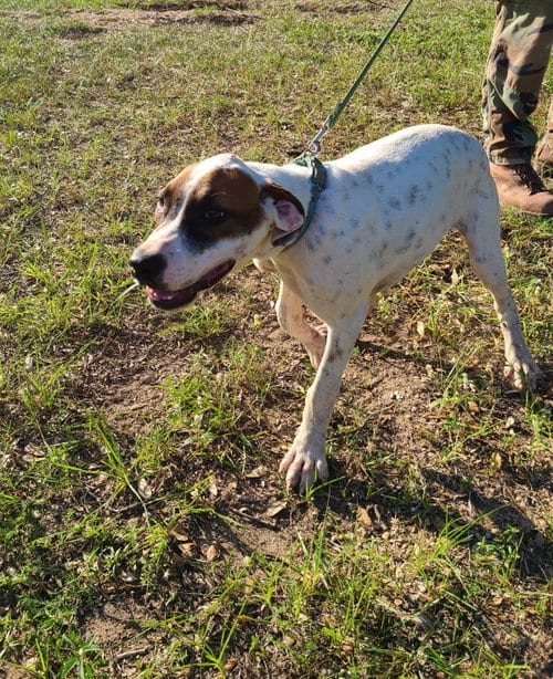 Photo of Genevieve, adoptable Labrador Retriever in Sheridan, Texas