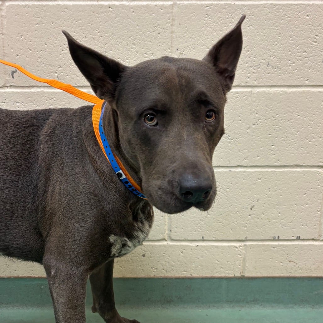 Photo of Gobert, adoptable dog