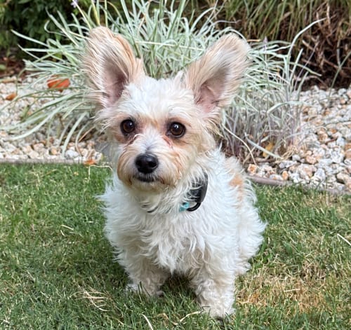 Photo of Lemonade, adoptable Maltese in Romoland, California