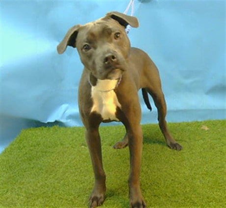 Photo of Shadow, adoptable Pit Bull Terrier in Gardena, California