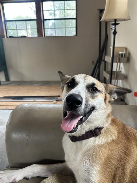 Photo of Dolly, adoptable German Shepherd Dog in Rosenberg, Texas