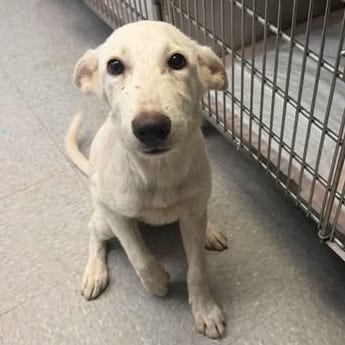 Photo of Giselle 26-08-111, adoptable Shepherd, Australian / Mixed Breed (Small) in Bastrop, Texas