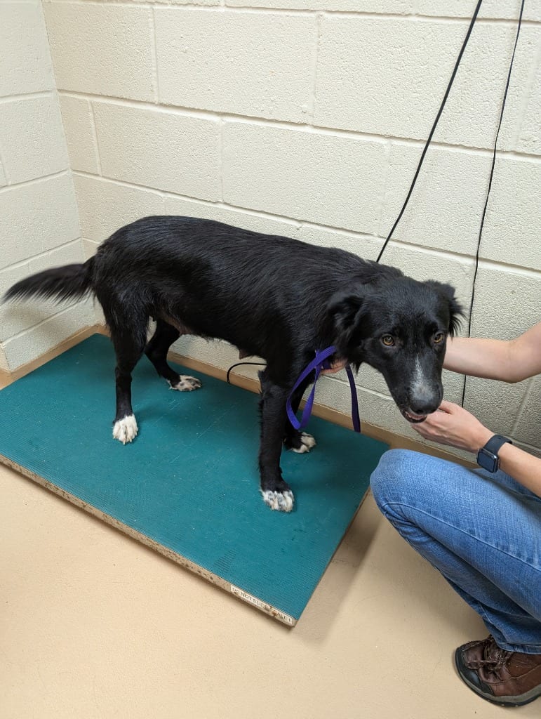 Photo of Speed Queen, adoptable Border Collie in Nacogdoches, Texas