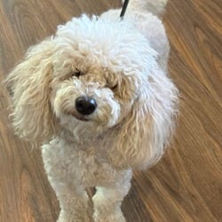 Photo of Shalom 0918, adoptable Poodle (Miniature) in Loxahatchee, Florida