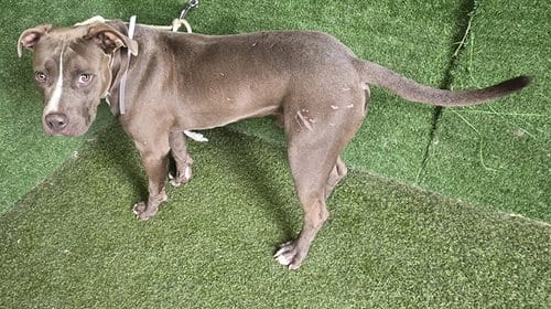 Photo of Simba, adoptable Pit Bull Terrier in Lancaster, California