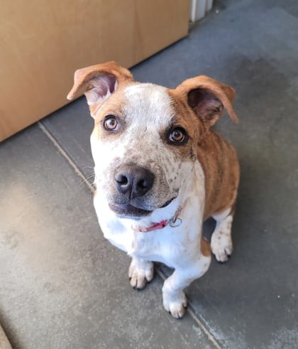 Photo of George, adoptable dog in Farmington, New Mexico