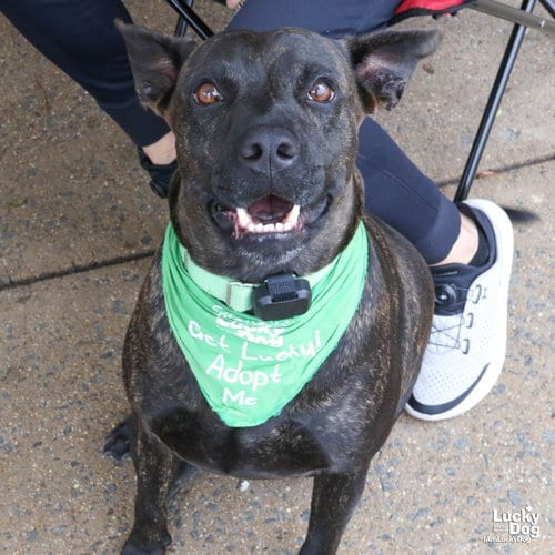 Photo of Tigri, adoptable Labrador Retriever in Washington, District of Columbia