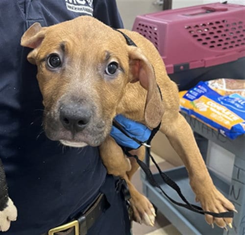 Photo of Jerry, adoptable Black Mouth Cur in Derwood, Maryland