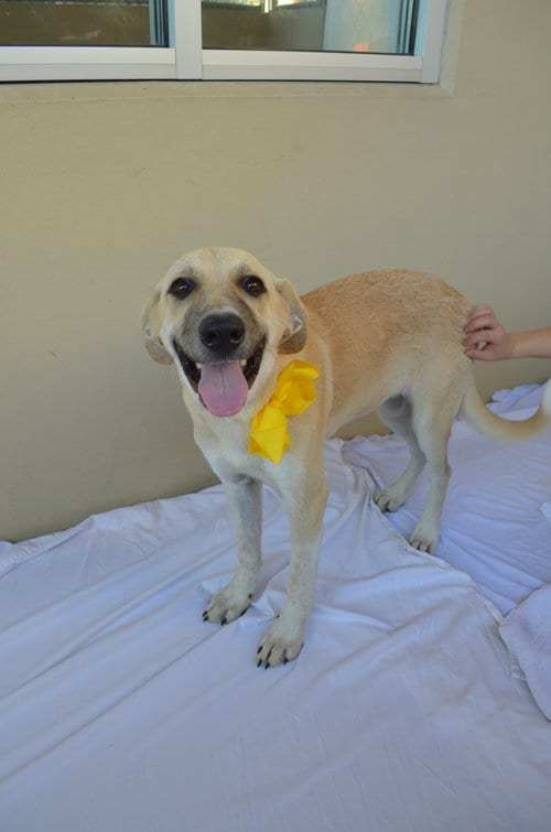 Photo of Honey, adoptable Anatolian Shepherd in McKinney, Texas