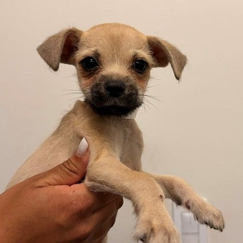 Photo of Claude, adoptable Unknown breed in Rancho Santa Fe, California