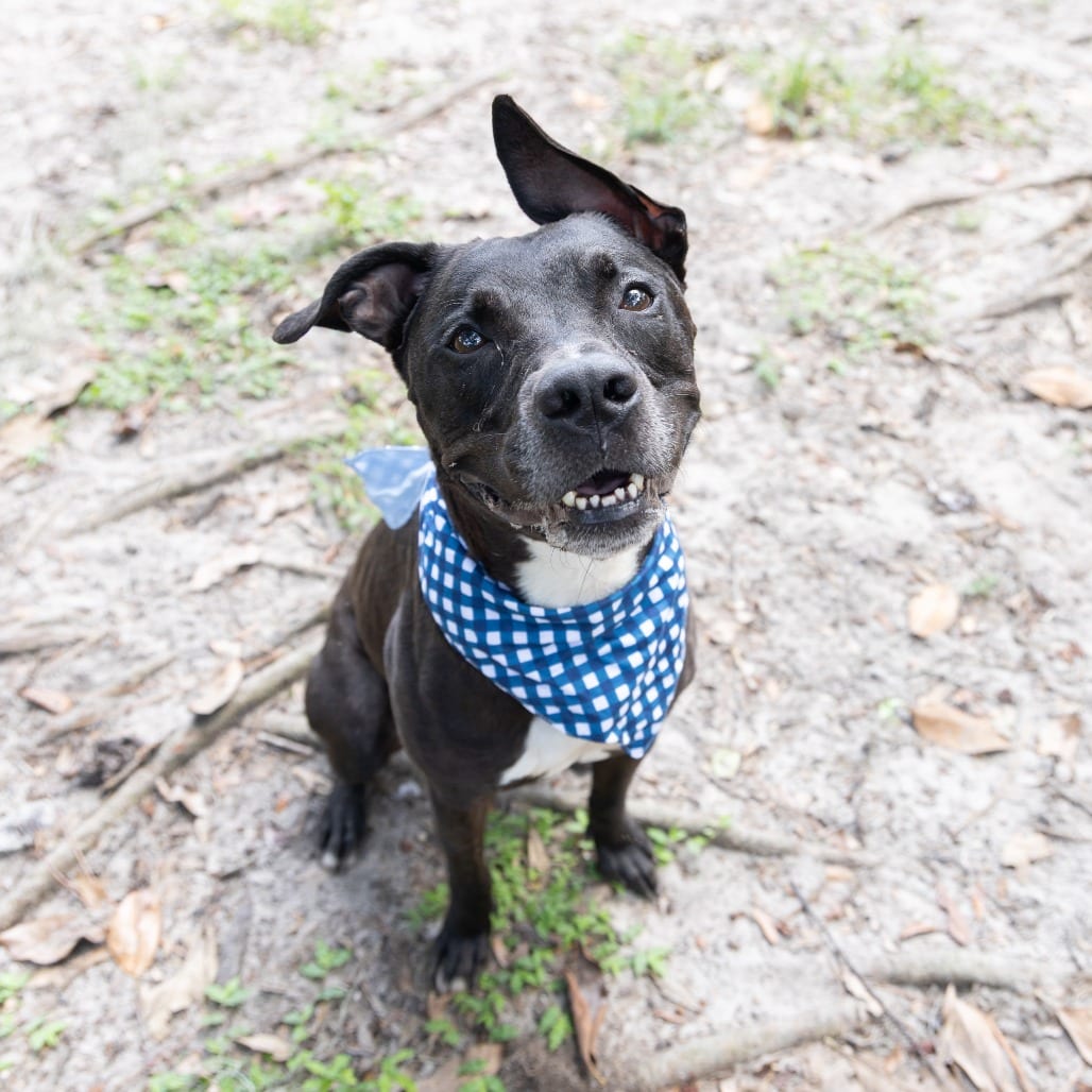 Photo of Blitz, adoptable Mixed Breed (Medium) in Gainesville, Florida