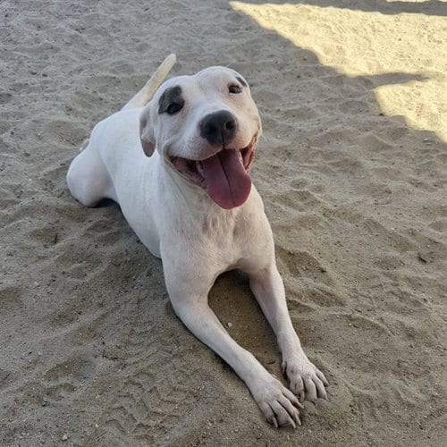 Photo of Blanca Bella, adoptable American Pit Bull Terrier in Thousand Palms, California
