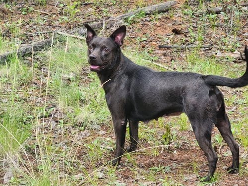 Photo of Maggie, adoptable Australian Kelpie in Chandler, Arizona