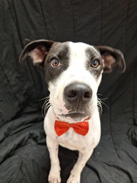 Photo of Ollie, adoptable Pit Bull Terrier in Killeen, Texas