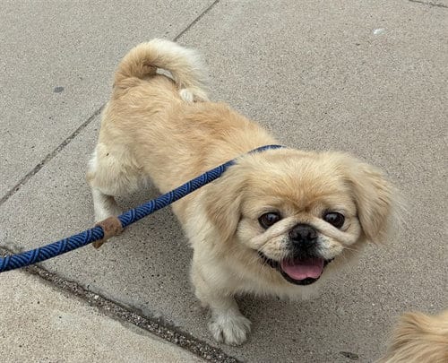 Photo of Vanilla, adoptable Pekingese in Phoenix, Arizona