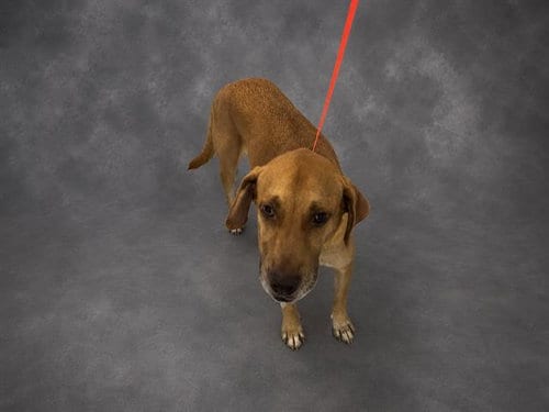 Photo of Bon Jovi, adoptable Labrador Retriever in Winter Haven, Florida