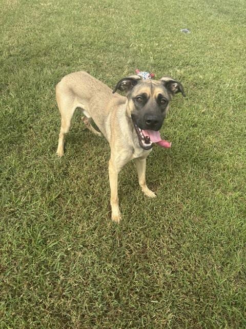 Photo of Deuce, adoptable Mastiff in Forestville, Maryland