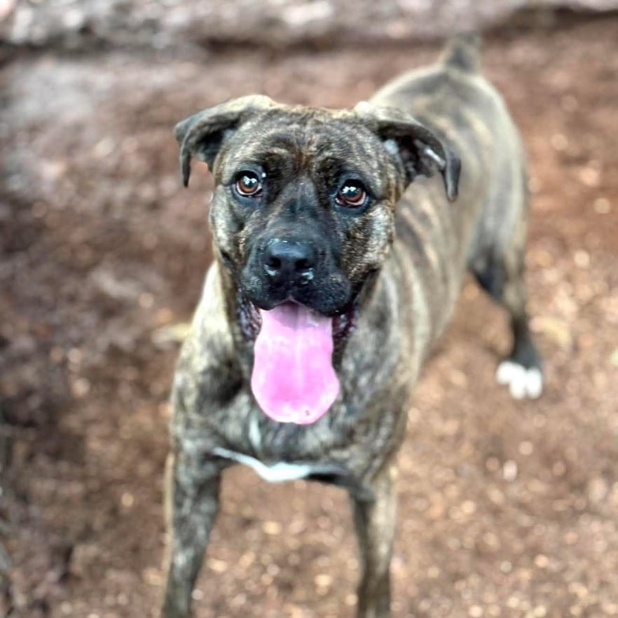 Photo of Xena Bloom, adoptable dog in Whitestone, New York