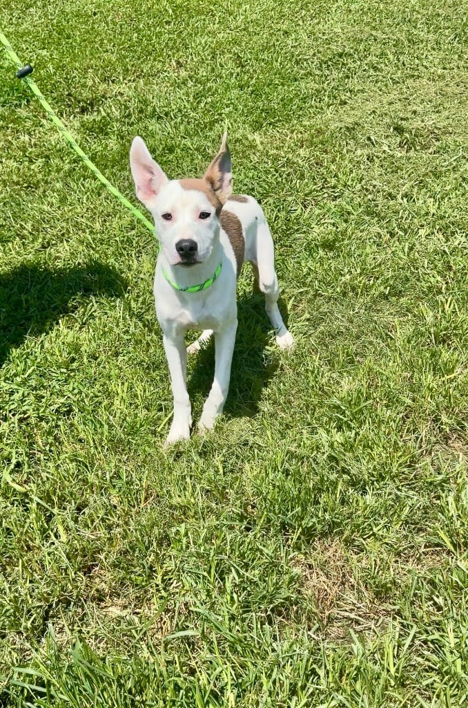 Photo of Toby, adoptable Mixed Breed in Chickamauga, Georgia