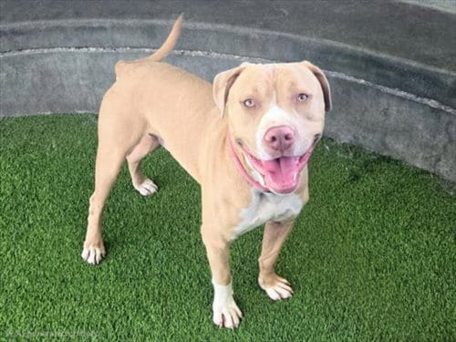 Photo of Elvis, adoptable Cane Corso Mastiff in Van Nuys, California