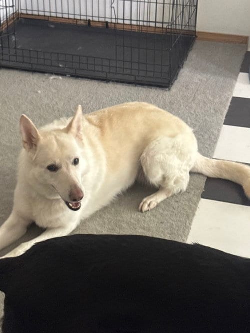 Photo of Val, adoptable German Shepherd Dog in Vancouver, Washington