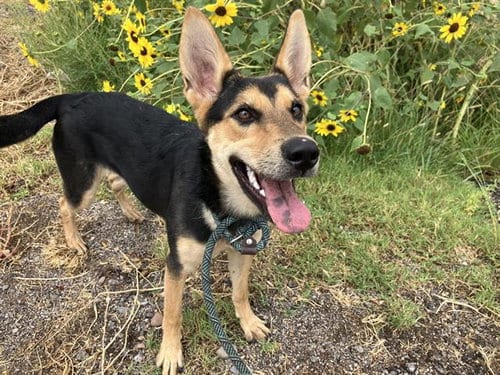 Photo of Bea, adoptable German Shepherd Dog in Albuquerque, New Mexico